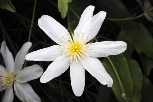 Clematis paniculata