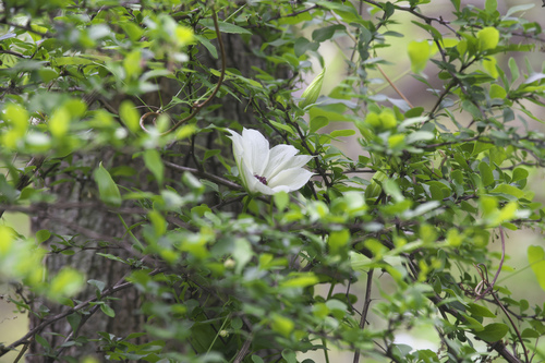 Clematis patens — photo
