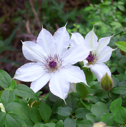 Clematis patens
