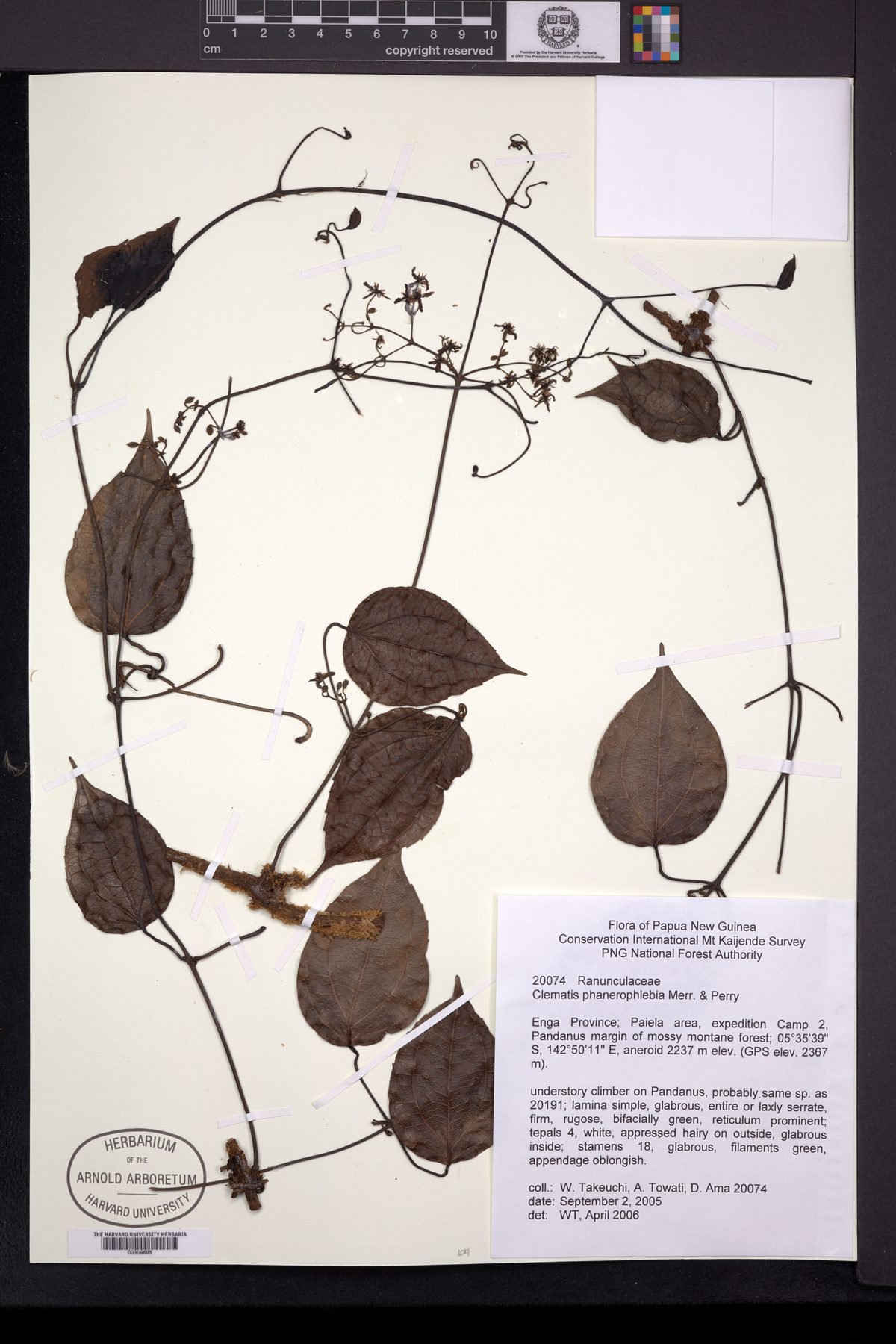 Clematis phanerophlebia — photo