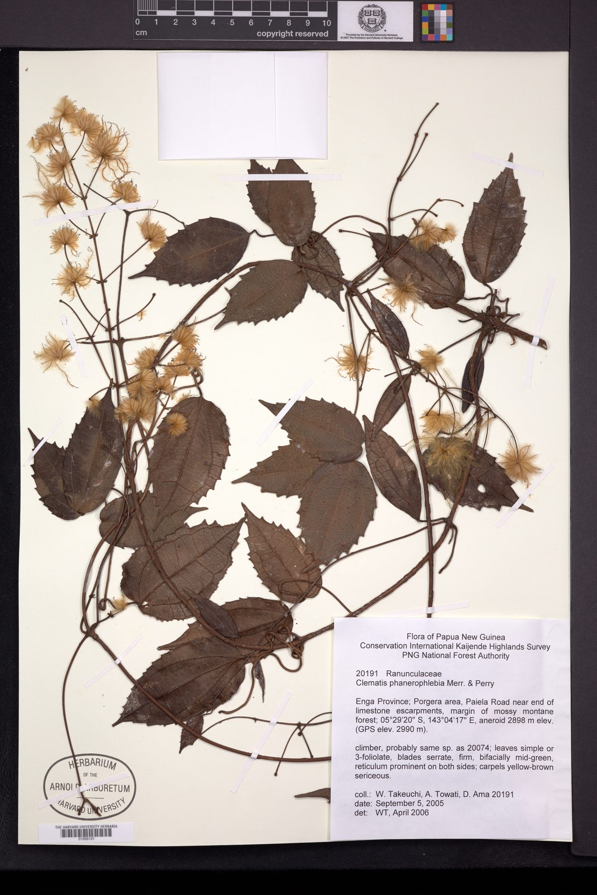 Clematis phanerophlebia