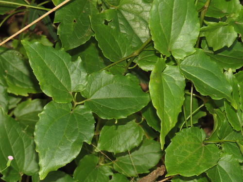 Clematis pickeringii (Tropical clematis) — photo