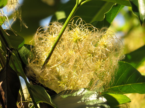 Clematis pickeringii