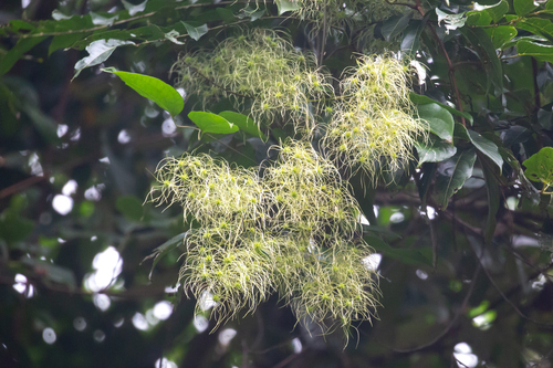 Clematis pickeringii (Tropical clematis) — photo