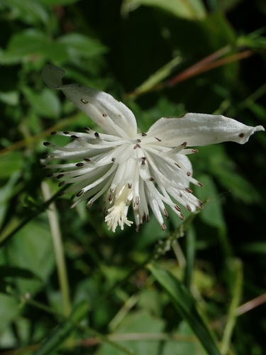 Clematis pierotii — photo