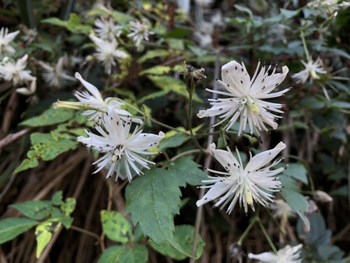 Clematis pierotii — photo