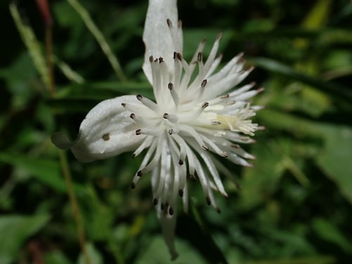 Clematis pierotii