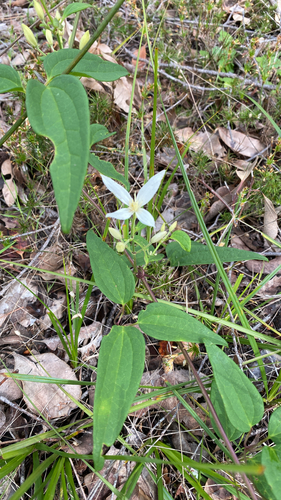 Clematis pubescens (Western Clematis) — photo