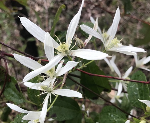Clematis pubescens