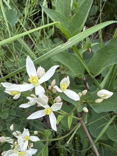 Clematis recta (Upright Virgin's bower) — photo
