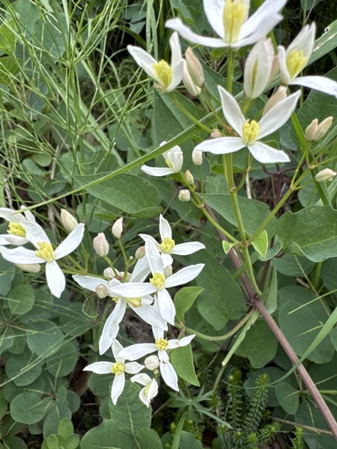 Clematis recta