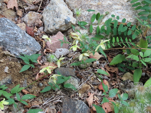 Clematis serratifolia (Yellow clematis) — photo