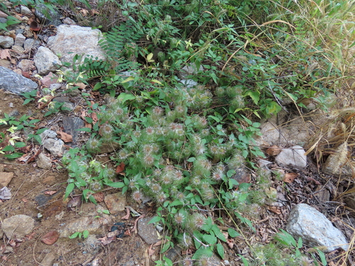 Clematis serratifolia (Yellow clematis) — photo