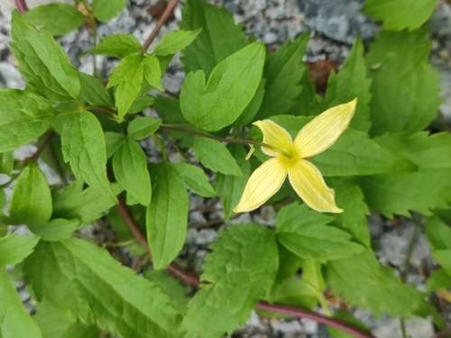Clematis serratifolia