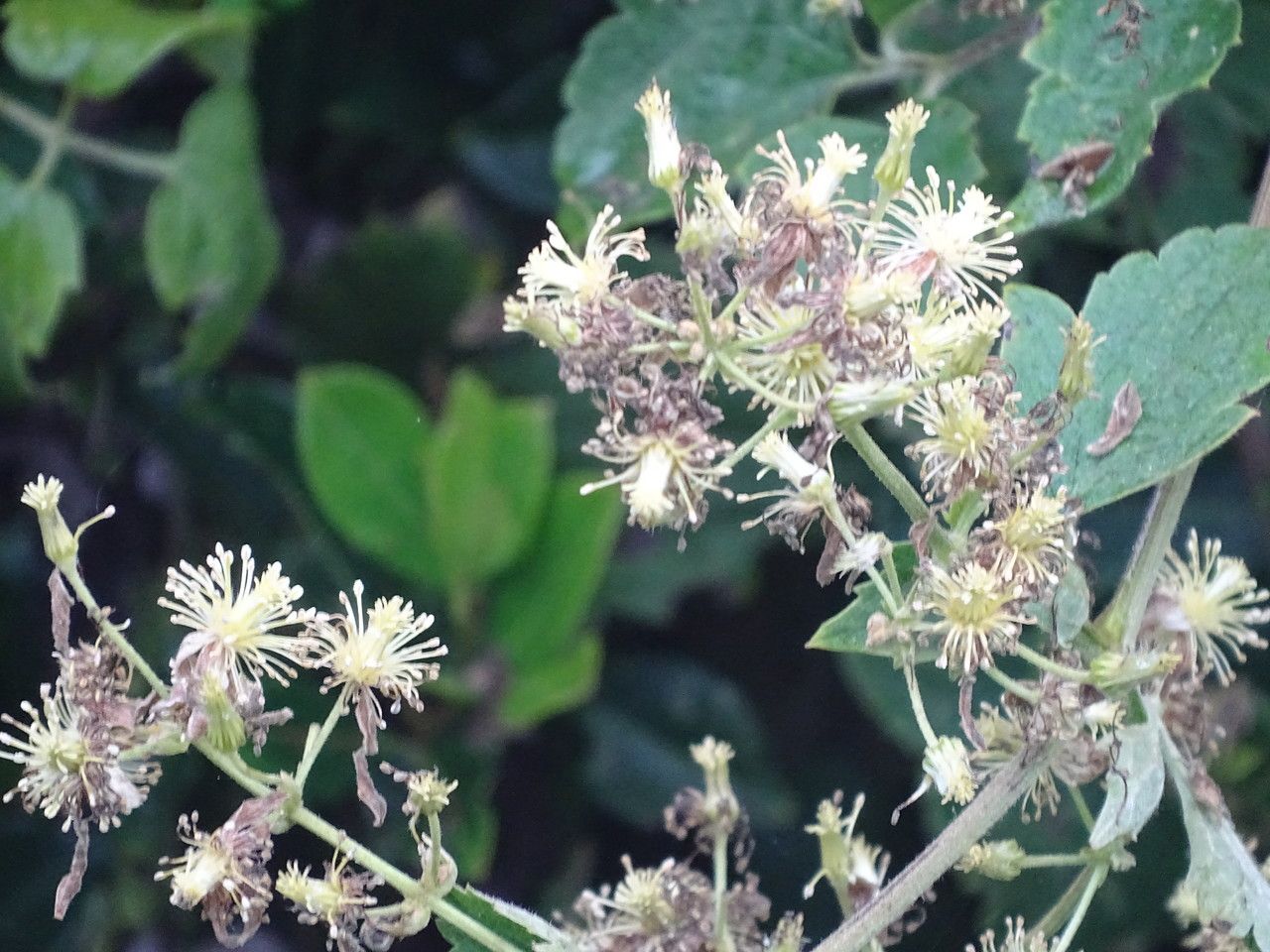 Clematis simensis (Azzo hareg) — photo