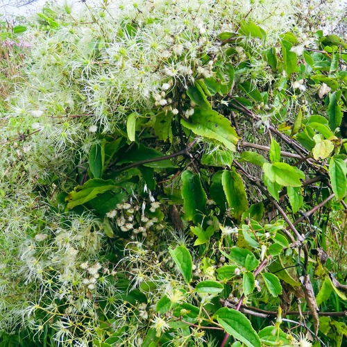 Clematis simensis