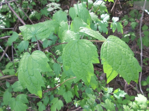 Clematis trichotoma — photo