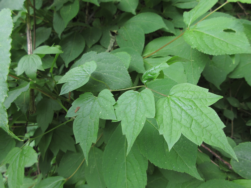 Clematis trichotoma — photo
