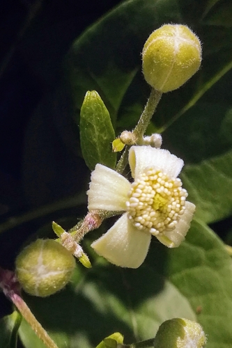 Clematis vitalba (Traveller's joy) — photo