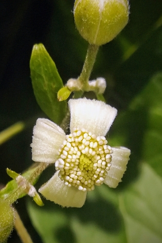 Clematis vitalba (Traveller's joy) — photo