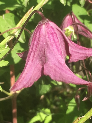 Clematis viticella — photo