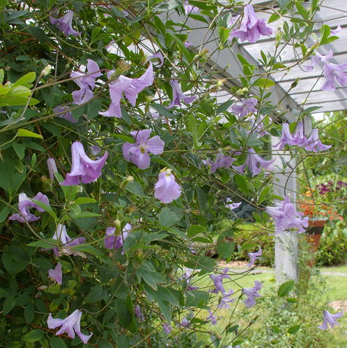 Clematis viticella