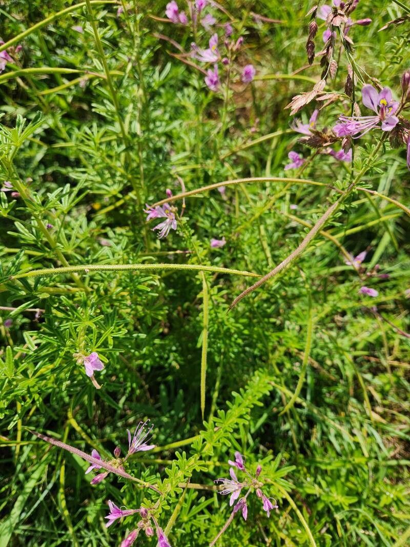 Cleome allamanii — photo