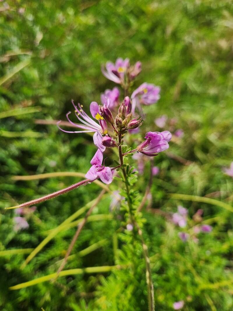 Cleome allamanii — photo