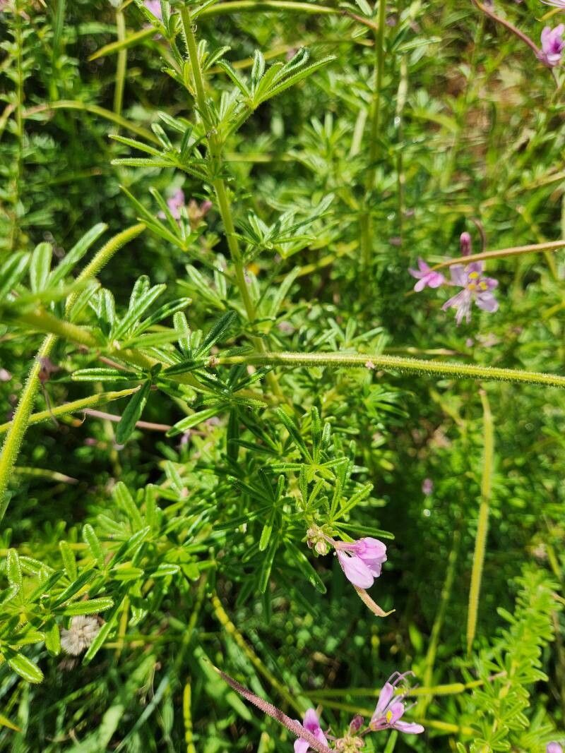 Cleome allamanii