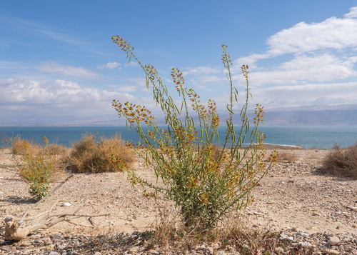 Cleome arabica — photo