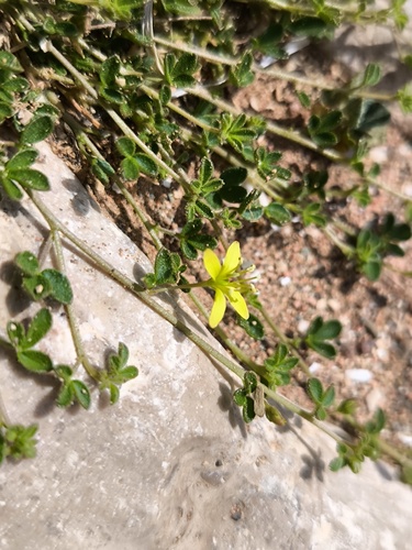 Cleome brachycarpa — photo