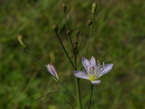 Cleome chelidonii