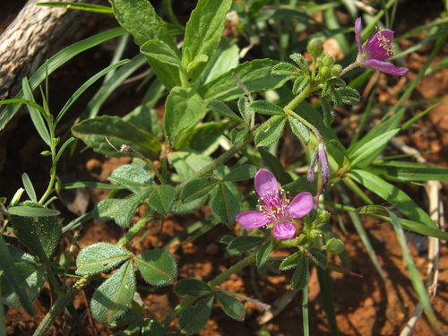 Cleome felina (Cat spider flower) — photo