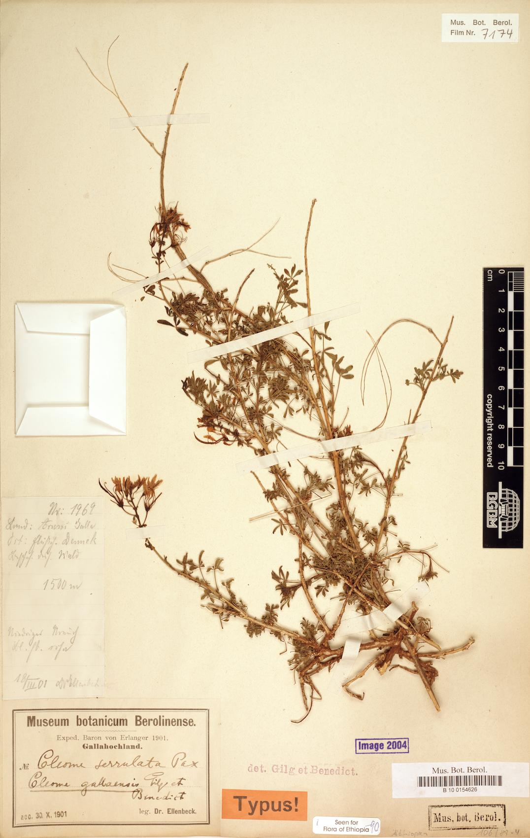 Cleome gallaensis