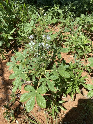 Cleome gynandra (Spider flower) — photo