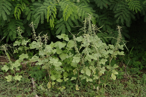 Cleome gynandra (Spider flower) — photo