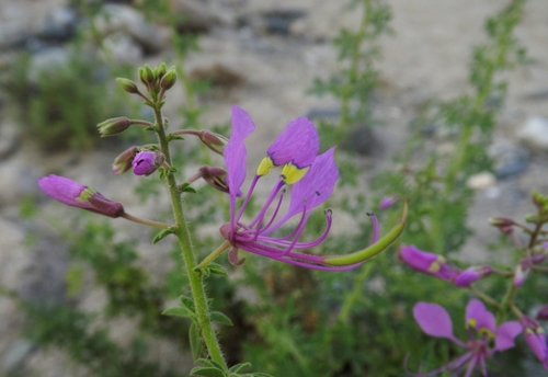 Cleome hanburyana (Gemedo) — photo