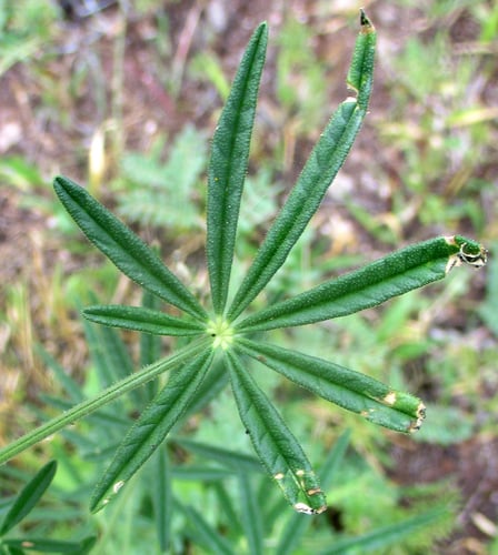 Cleome hirta (Pretty lady) — photo