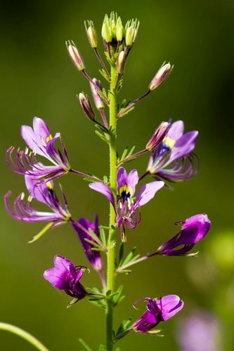 Cleome hirta