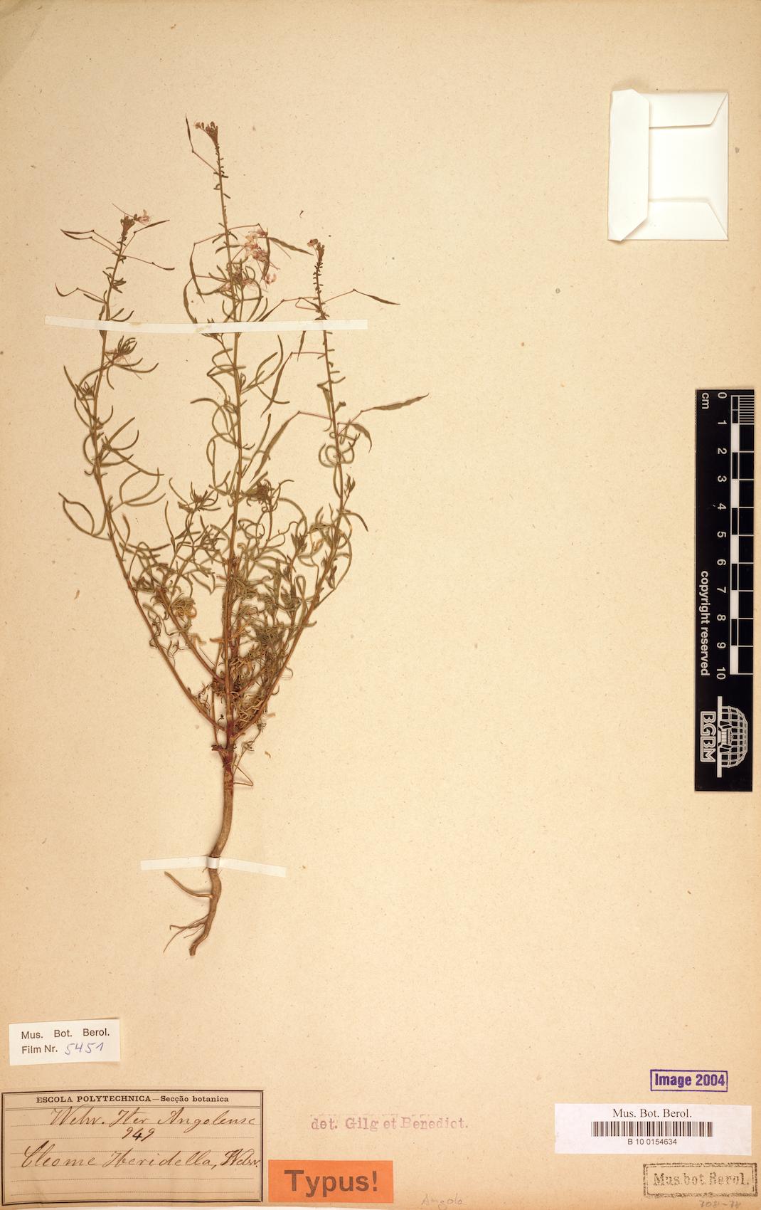 Cleome iberidella