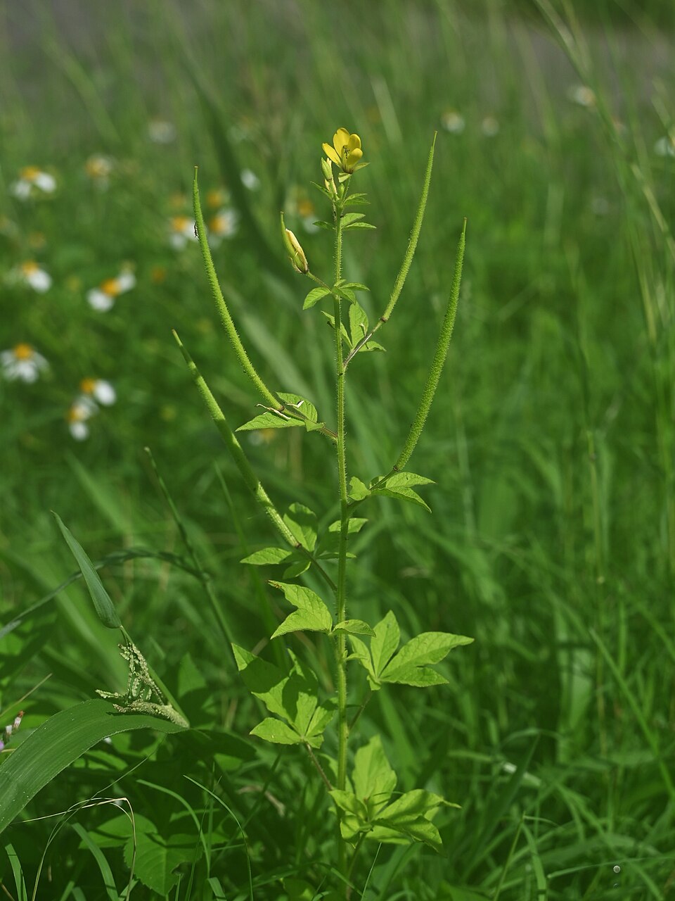 Cleome icosandra — photo