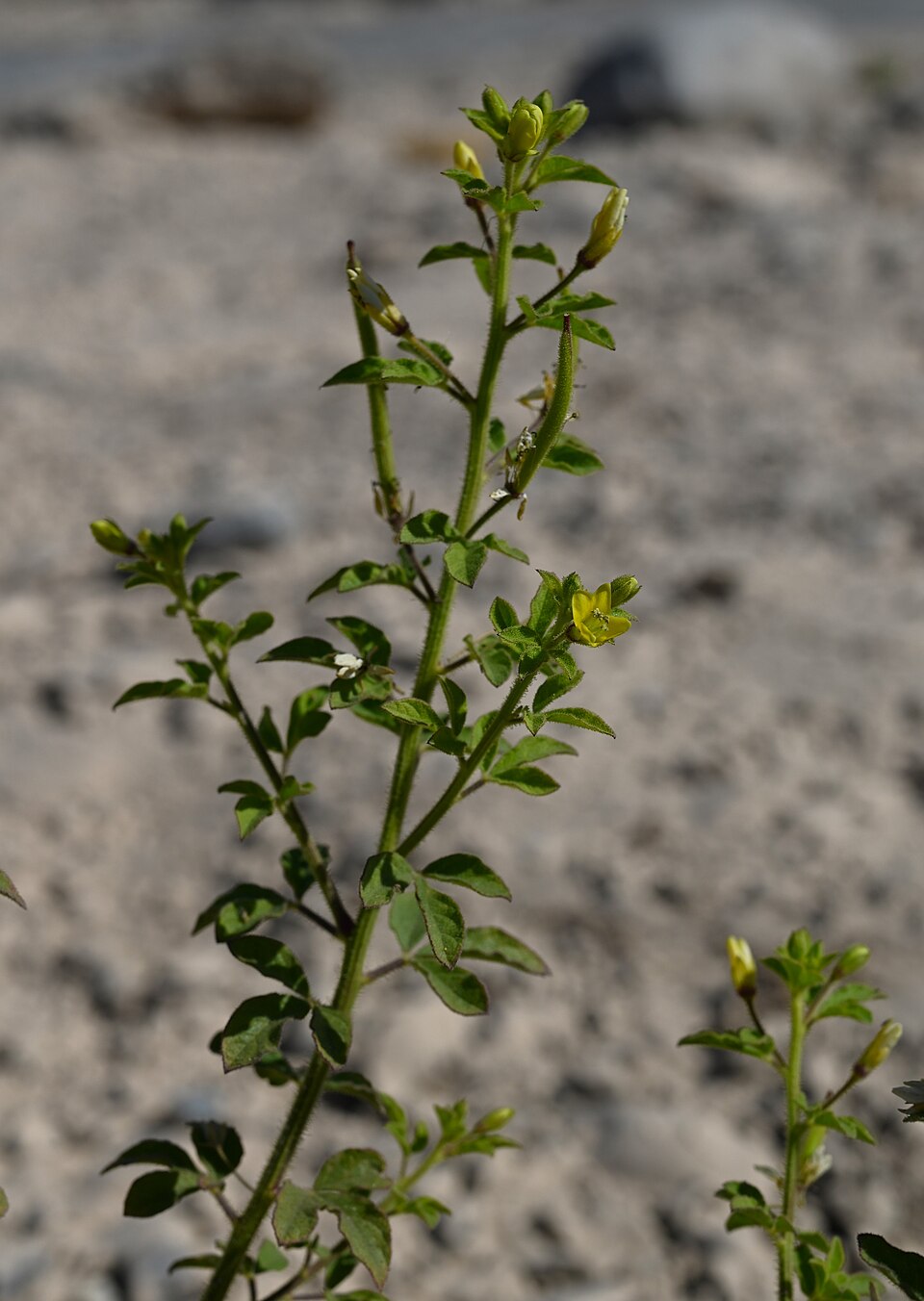 Cleome icosandra