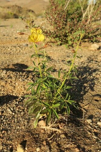 Cleome kalachariensis — photo