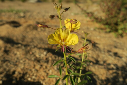 Cleome kalachariensis — photo