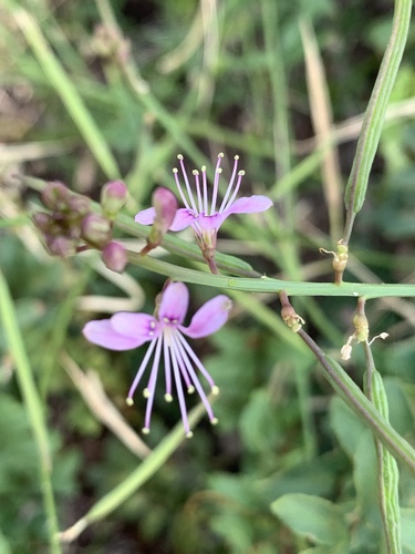 Cleome macrophylla (Large-leaved cleome) — photo
