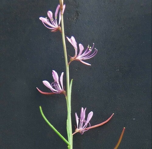 Cleome macrophylla (Large-leaved cleome) — photo