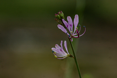Cleome macrophylla