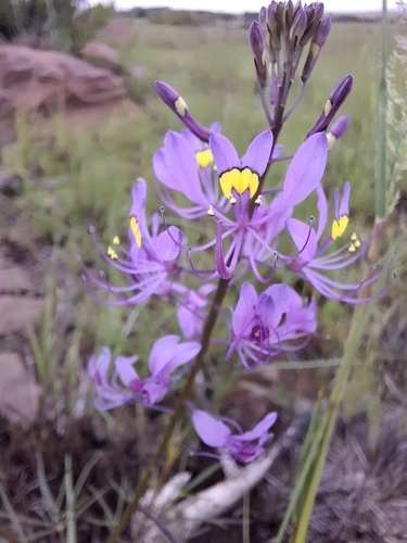Cleome maculata — photo