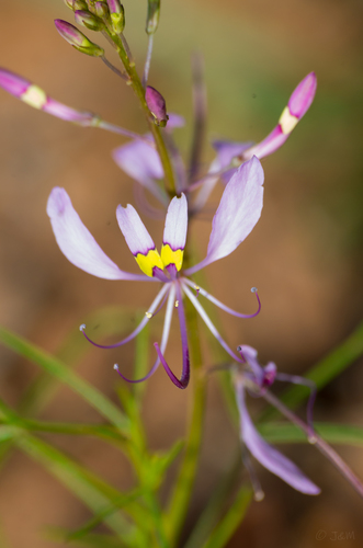 Cleome maculata — photo