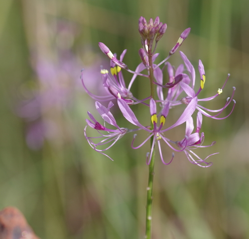 Cleome maculata